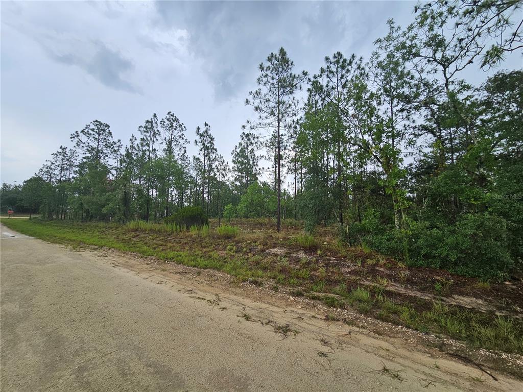 A dirt road runs alongside a vacant, wooded lot with tall pine trees — 231 SE 146TH TERRACE, WILLISTON, FL