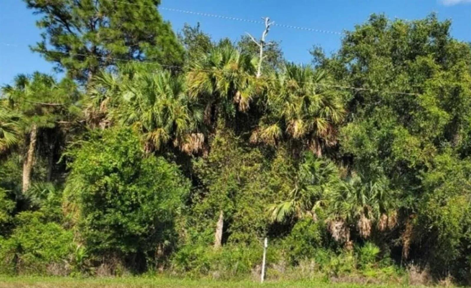 A dense cluster of palm trees and other foliage stands against a clear blue sky — 3822 Hwy 98 N, Okeechobee FL 34972, OKEECHOBEE, FL