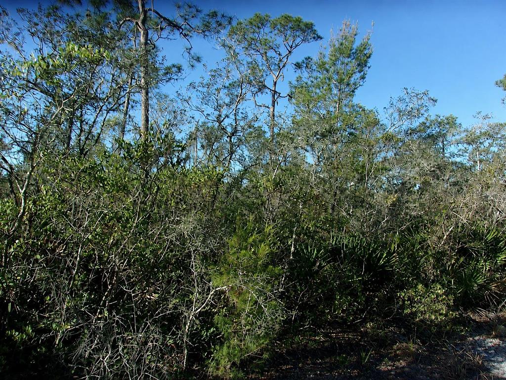A dense thicket of pine trees and scrub vegetation under a clear blue sky — 10566 INTERLACHER DRIVE, SEBRING, FL