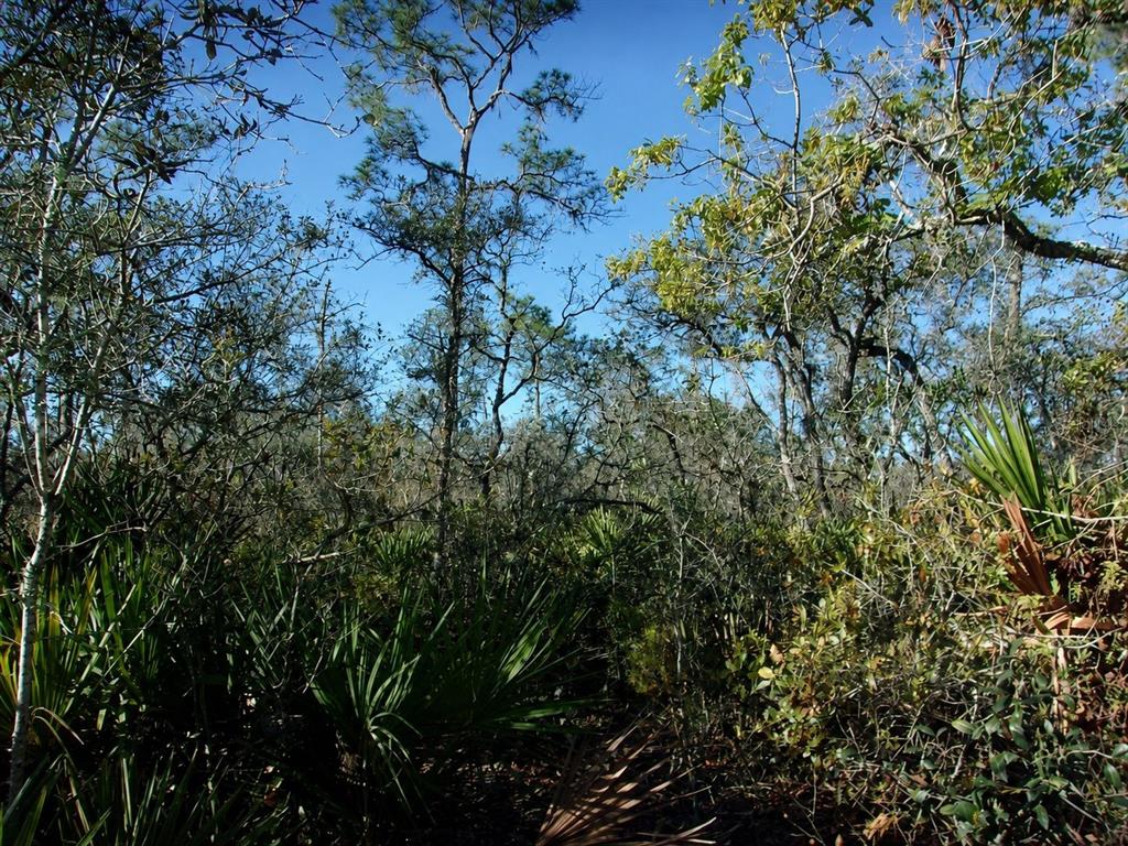 A view of a dense, sunlit forest with tall pine trees and low-lying palmetto bushes — 10566 INTERLACHER DRIVE, SEBRING, FL