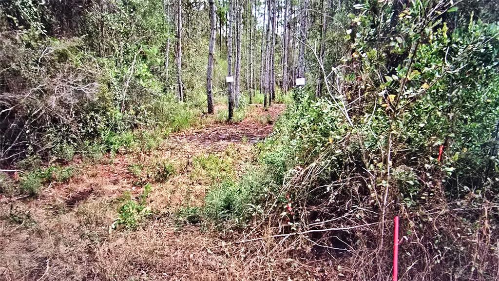A dirt path leads through a wooded area with tall pine trees and dense undergrowth — 00 MEMORY LANE, MILTON, FL