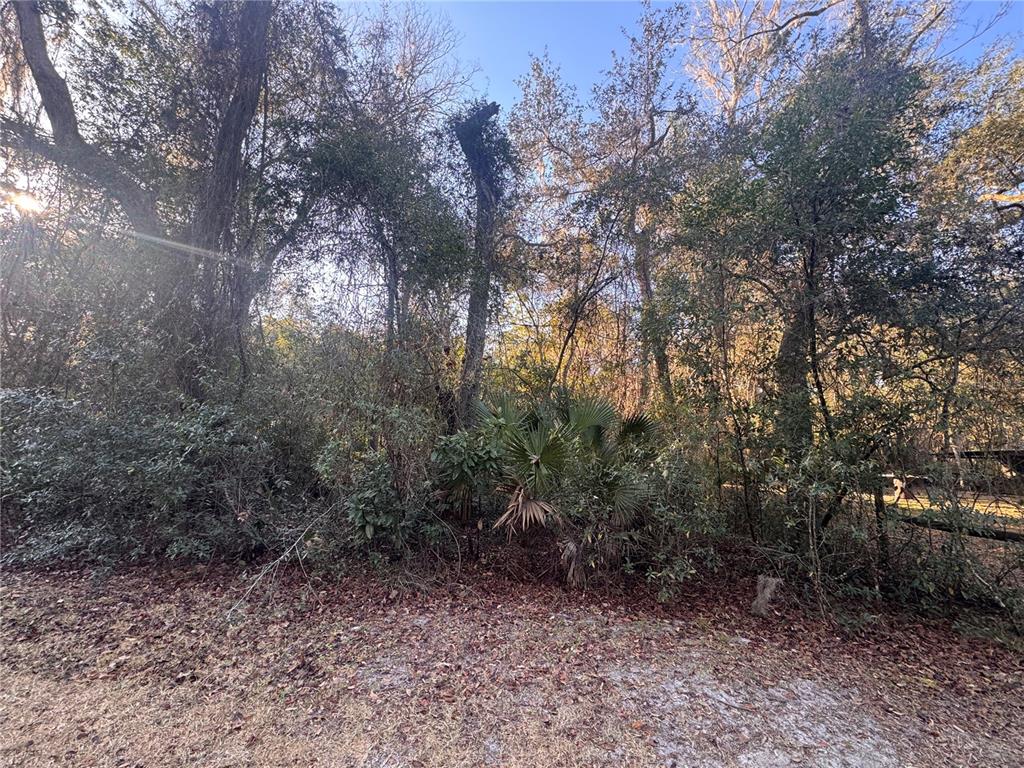A wooded lot with dense trees, shrubs, and palmettos under a clear blue sky — 0 198TH LANE, FORT MC COY, FL