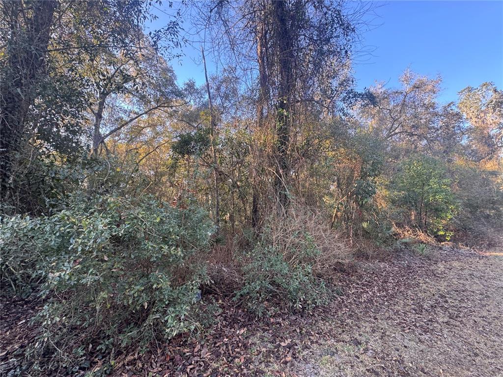 A dense, wooded lot features a variety of trees, shrubs, and ground-level leaf litter — 0 198TH LANE, FORT MC COY, FL
