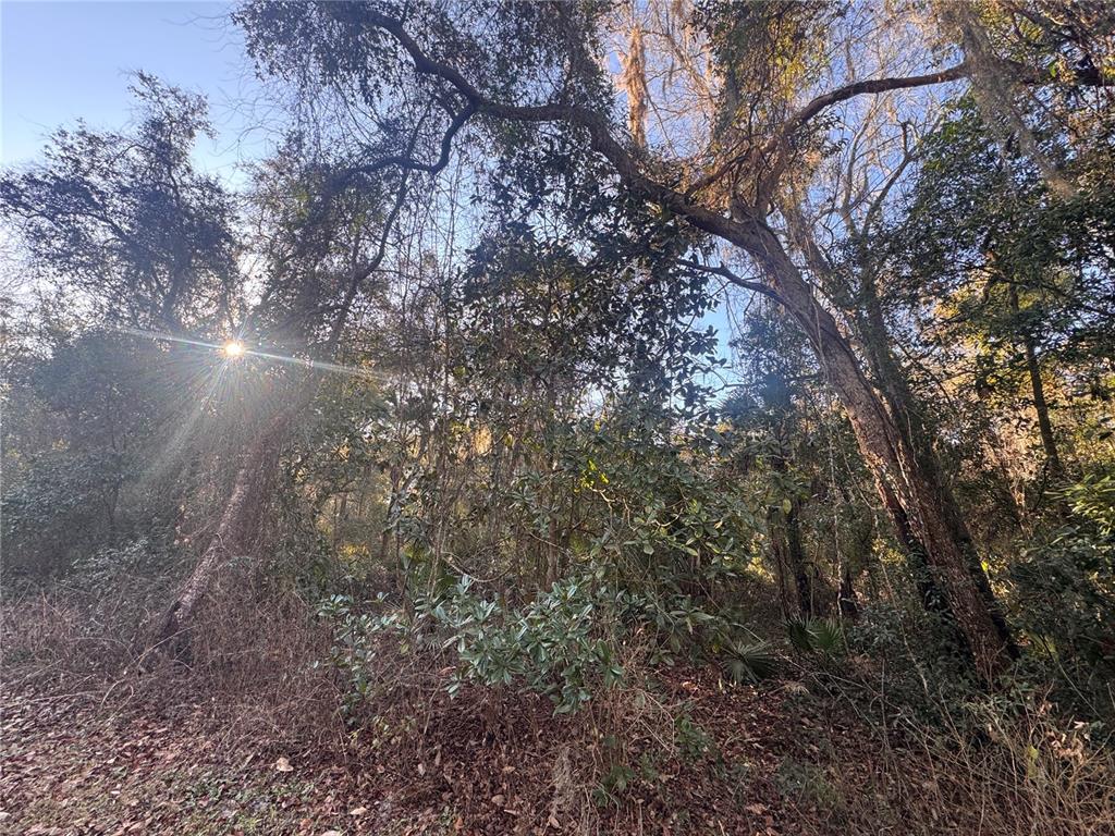 A sunlit, wooded lot features mature trees, dense undergrowth, and a carpet of fallen leaves — 0 198TH LANE, FORT MC COY, FL