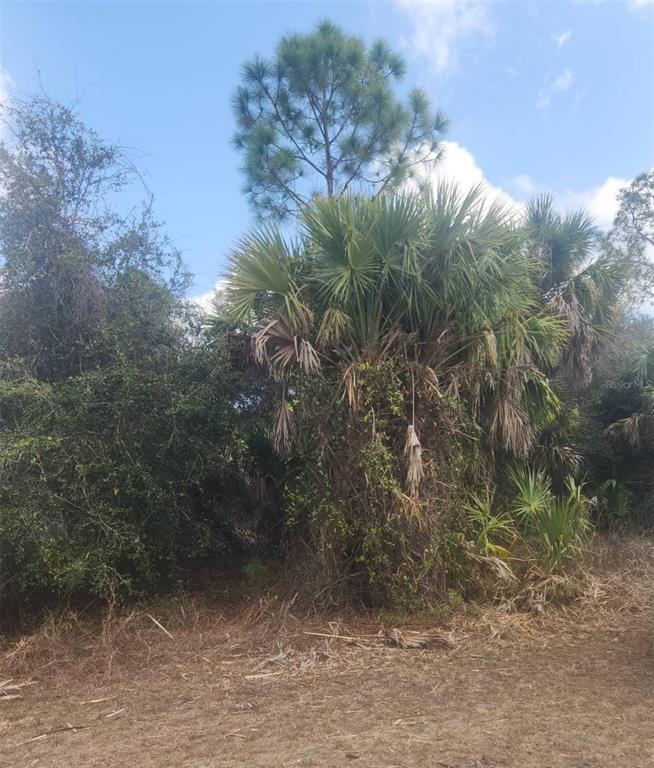 A tall palm tree and pine tree stand in a wooded area with dry grass — S SAN MATEO DRIVE, NORTH PORT, FL