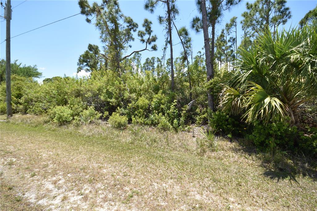 A grassy lot features dense green vegetation, tall pine trees, and a utility pole — 8337 HEBRON ROAD, PORT CHARLOTTE, FL
