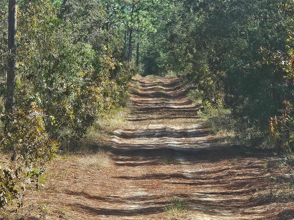 A dirt path leads through a wooded area covered in fallen pine needles — 13099 SW 92ND PLACE, DUNNELLON, FL