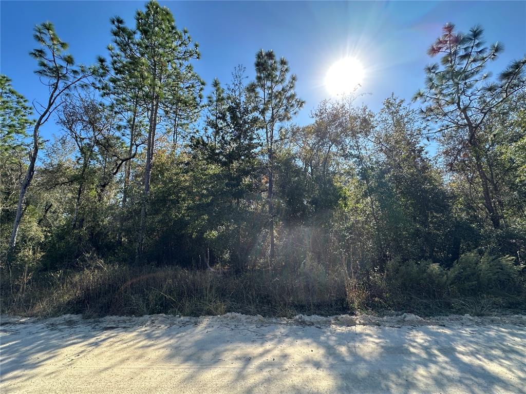 TBD NE 15TH STREET, WILLISTON, FL — photo 3 of 7