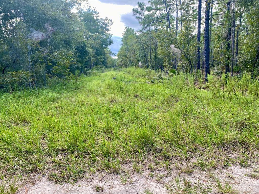 A grassy, unpaved path leads through a wooded area with tall trees and dense vegetation — SW 16TH STREET, OCALA, FL