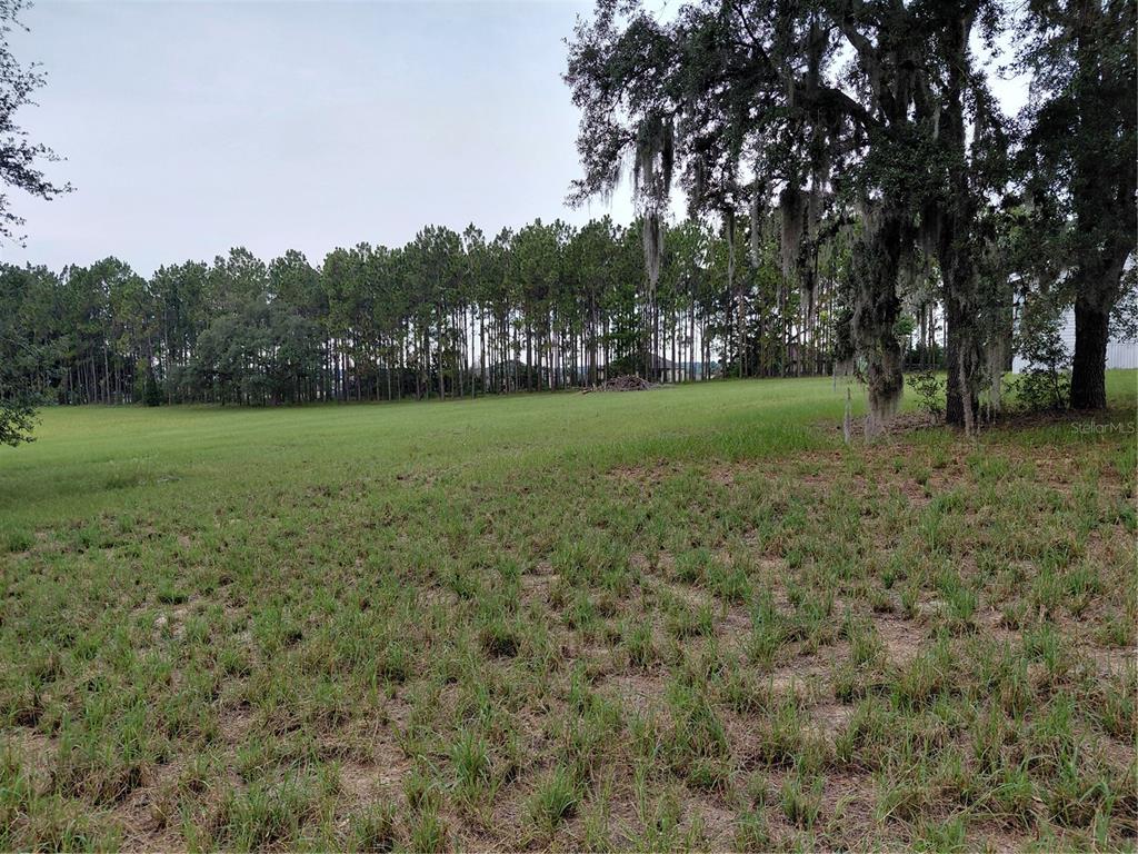 A large, grassy, open lot is bordered by a dense line of tall pine trees — 14240 LOST LAKE ROAD, CLERMONT, FL