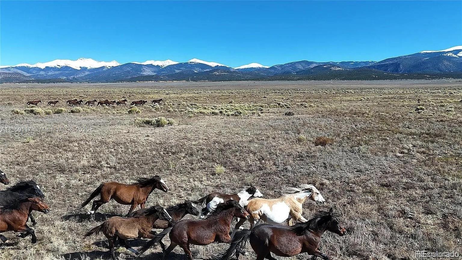 A herd of wild horses runs across a vast, dry field with snow-capped mountains behind — 333 W Valley Drive, CO 81152, CO