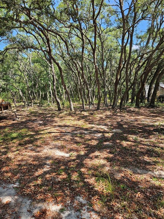 A wooded lot with sandy ground and many tall, thin trees under a blue sky — 4300 W ROADRUNNER COURT, HOMOSASSA, FL