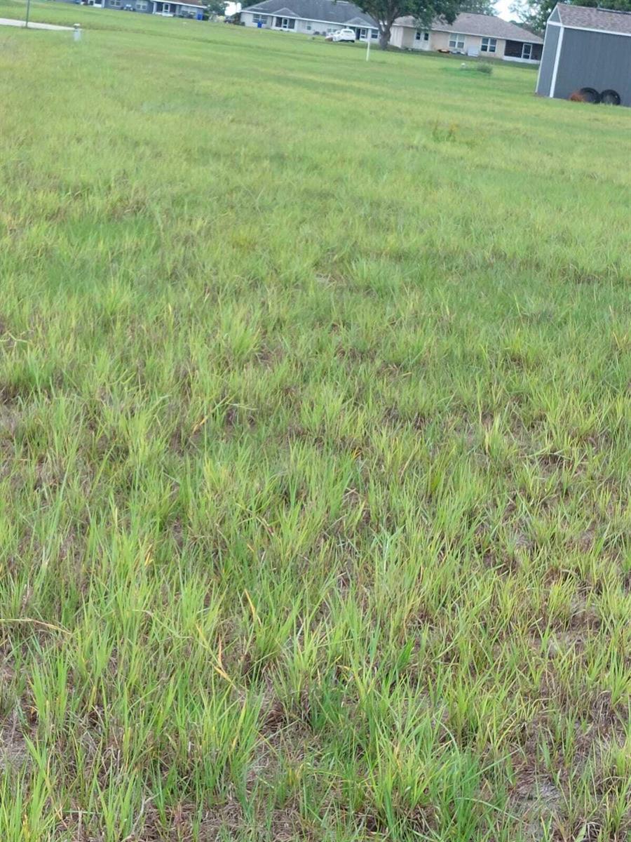 A large, grassy vacant lot with a shed and neighboring houses in the background — 316 Costa Del Sol Drive, Sebring FL 33876, SEBRING, FL