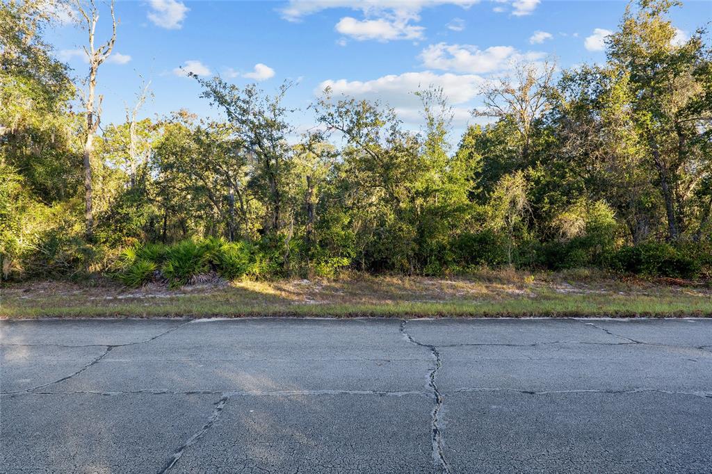 A paved road runs in front of a wooded lot with dense trees and vegetation — TBD SW 174 PLACE, OCALA, FL
