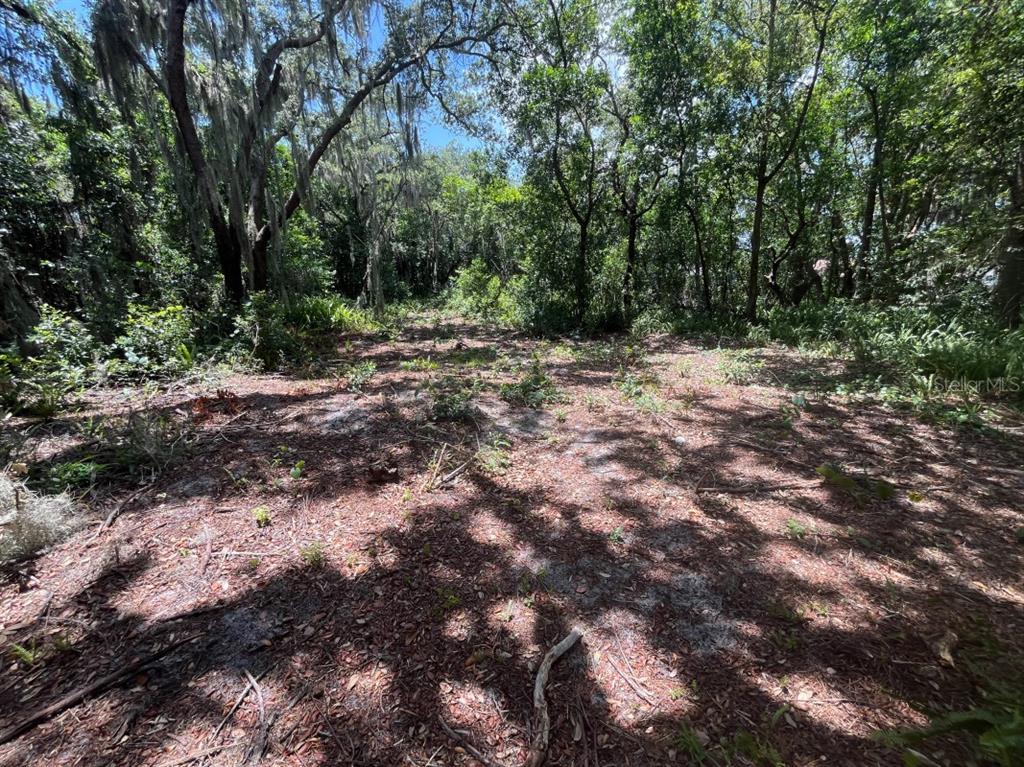A wooded, undeveloped lot covered in pine needles and surrounded by mature trees — 310 CLAYTON ROAD, AUBURNDALE, FL