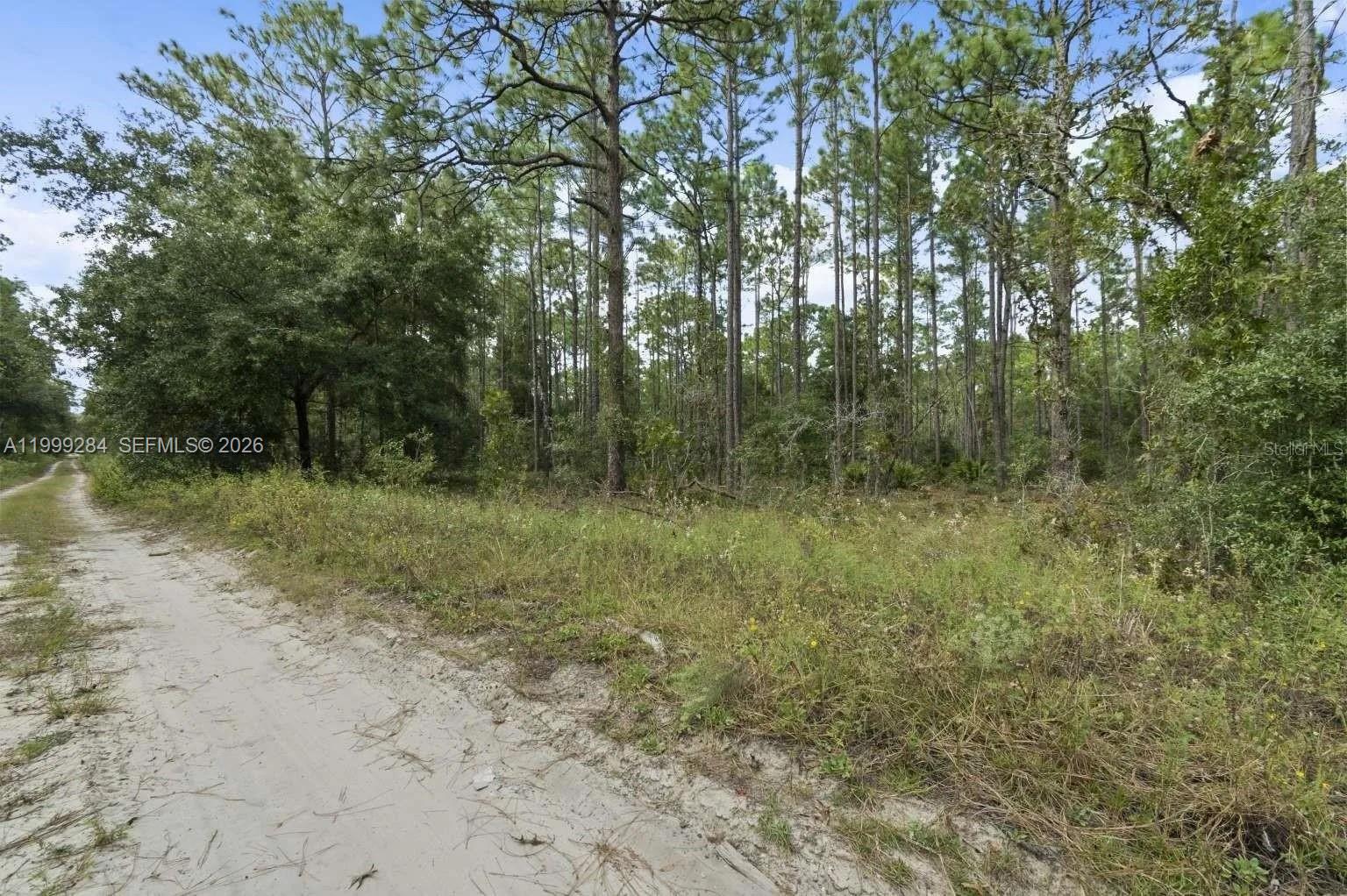 A dirt path runs alongside a wooded area with tall pine trees — 0 SW 30th ST, Ocala FL 34481, OCALA, FL