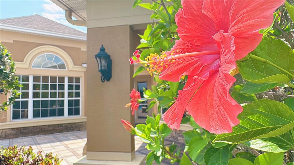 A large red hibiscus flower blooms in the foreground of a house exterior — 6451 OLD PARK LANE UNIT 204, ORLANDO, FL