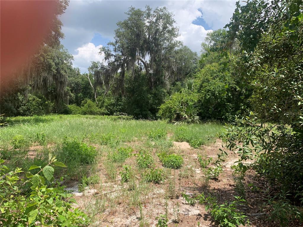 A grassy, partially cleared lot is surrounded by dense trees and vegetation — 3113 BRIGHT LAKE CIRCLE, GROVELAND, FL