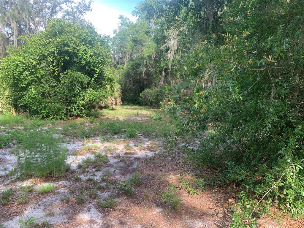 A sandy, partially cleared lot is surrounded by dense trees and native Florida vegetation — 3113 BRIGHT LAKE CIRCLE, GROVELAND, FL