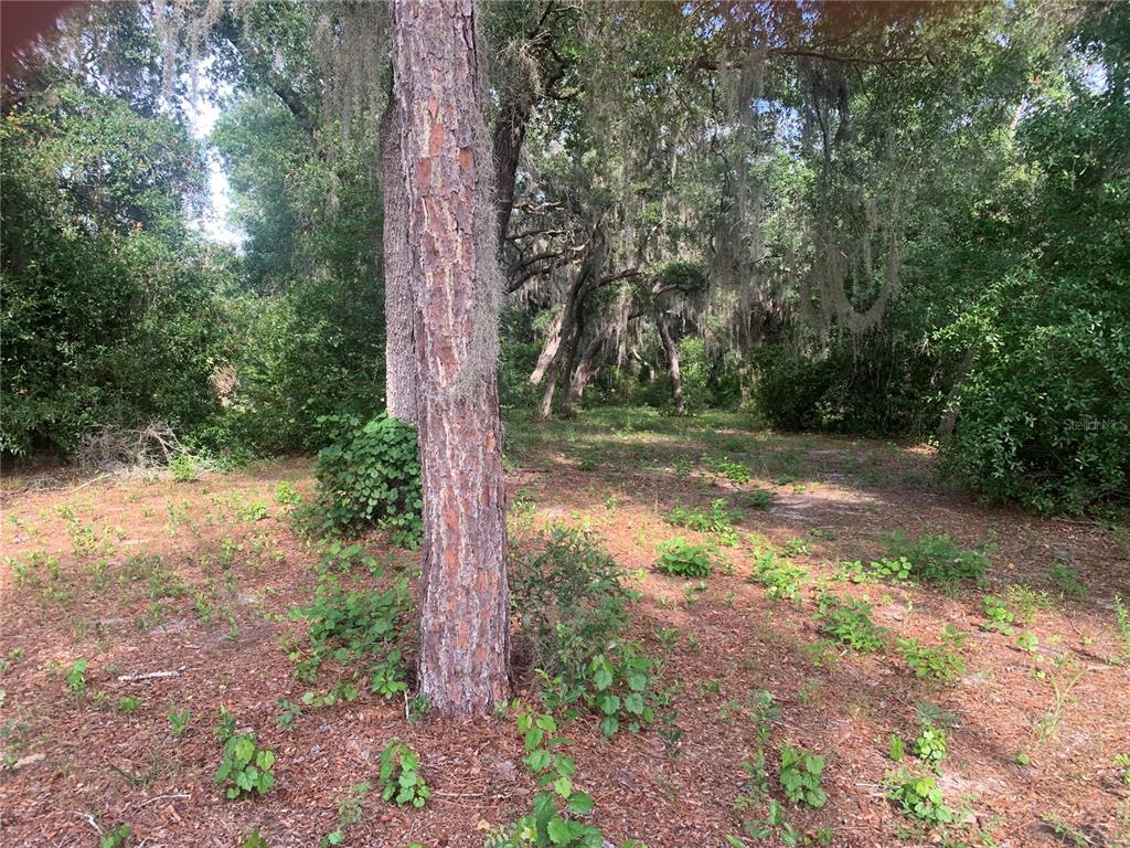 A wooded lot features a large pine tree in the foreground and Spanish moss-draped trees — 3113 BRIGHT LAKE CIRCLE, GROVELAND, FL
