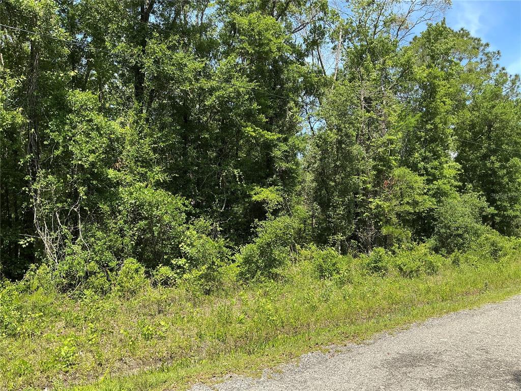 A dense, wooded lot sits adjacent to a paved road under a blue sky — 10135 MCMAHON AVENUE, HASTINGS, FL