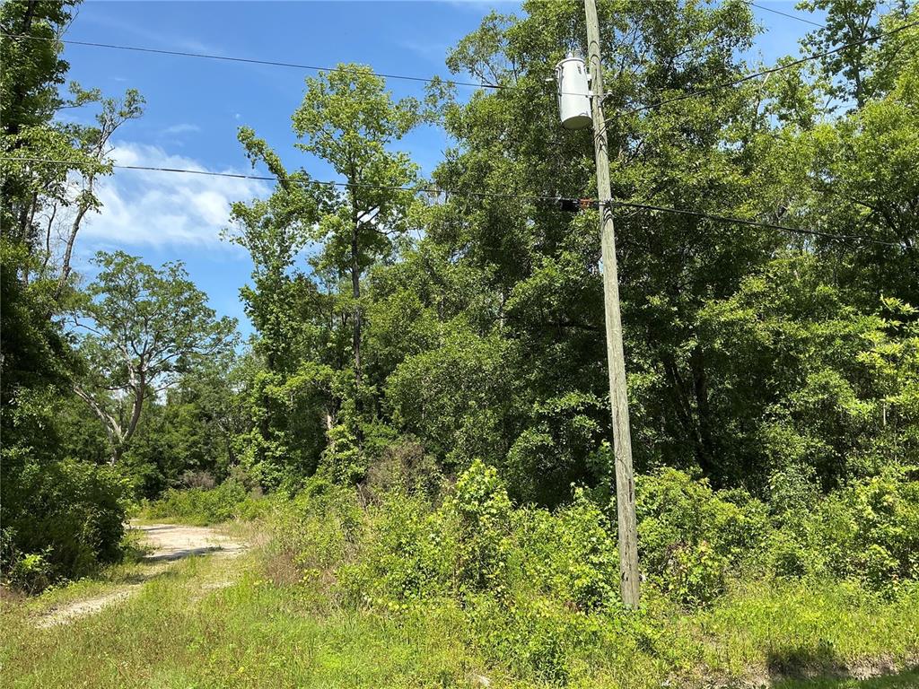 A utility pole stands beside a dirt path leading into a dense, wooded area — 10135 MCMAHON AVENUE, HASTINGS, FL