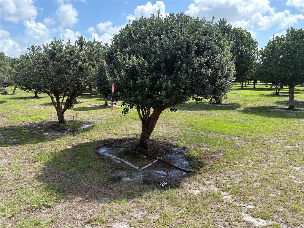 A row of small, rounded trees grows in a grassy field with irrigation lines — 1238 S US 301, SUMTERVILLE, FL
