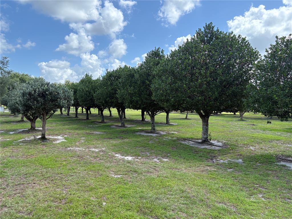 A row of citrus trees grows in a grassy field under a blue sky — 1238 S US 301, SUMTERVILLE, FL