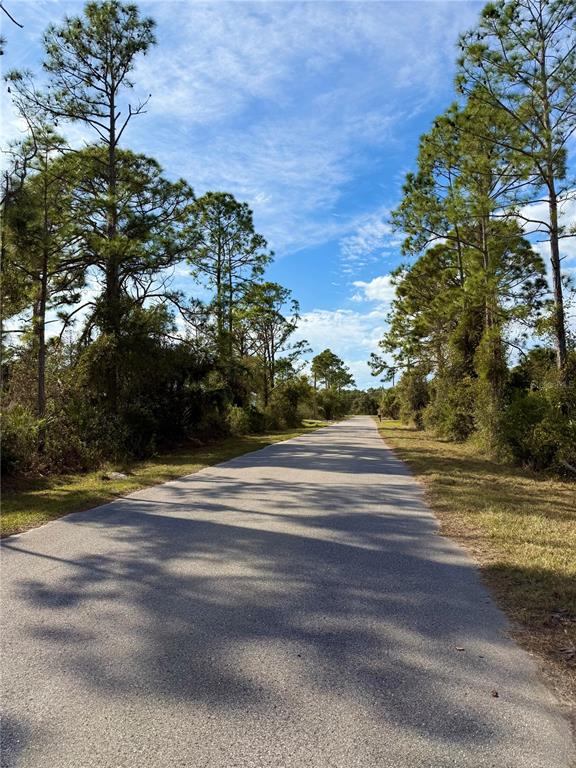 A paved road stretches into the distance, flanked by tall pine trees and grassy verges — BURWIN AVENUE, NORTH PORT, FL
