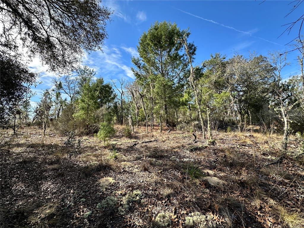 A tall pine tree stands next to a dense cluster of trees in a field — TBD NE 16TH LANE, WILLISTON, FL