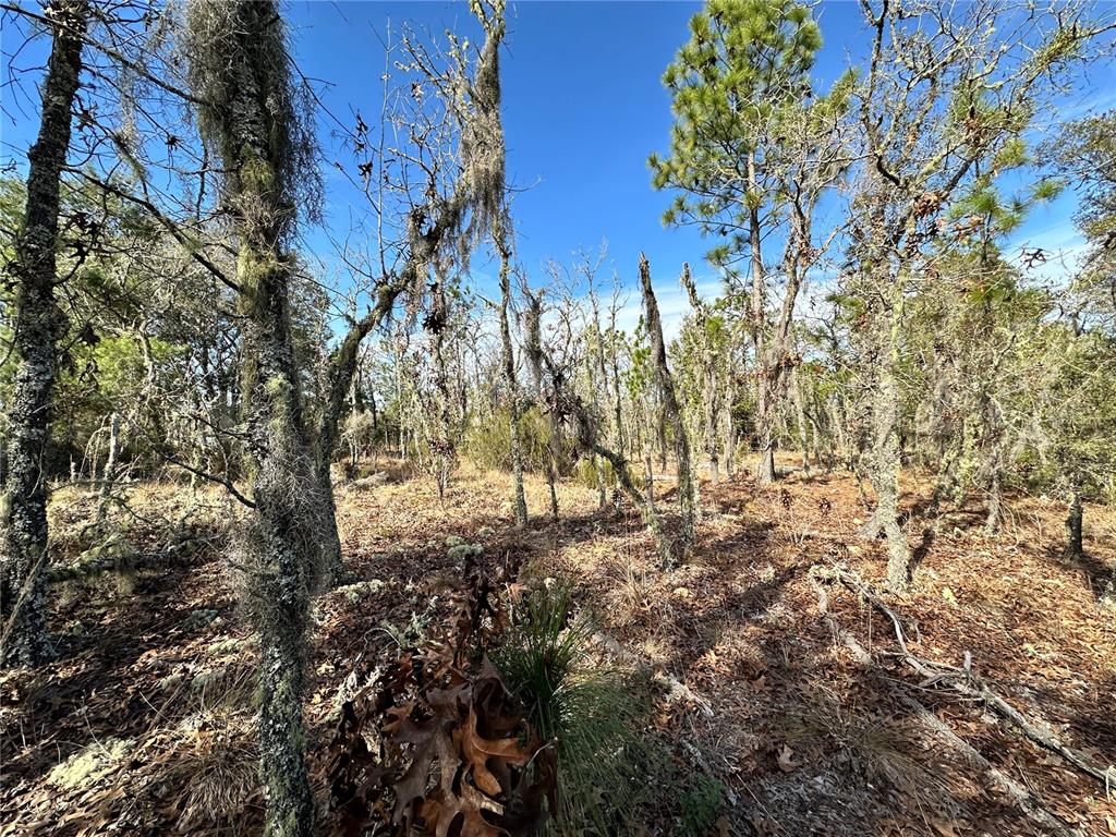 A dirt path runs alongside a wooded area under a blue sky with clouds — TBD NE 16TH LANE, WILLISTON, FL