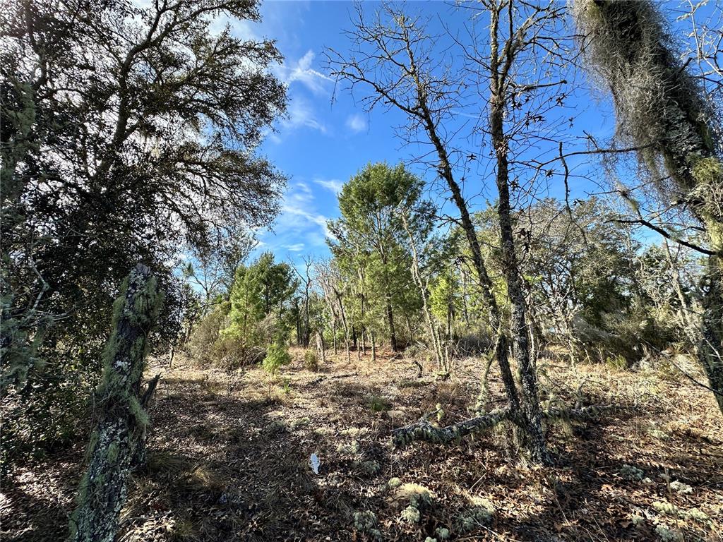 A wooded lot with scattered trees, pine needles, and low-lying vegetation under a blue sky — TBD NE 16TH LANE, WILLISTON, FL