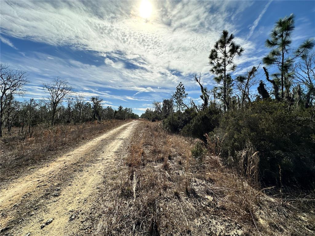 A wooded lot with scattered trees and dry vegetation under a clear blue sky — TBD NE 16TH LANE, WILLISTON, FL