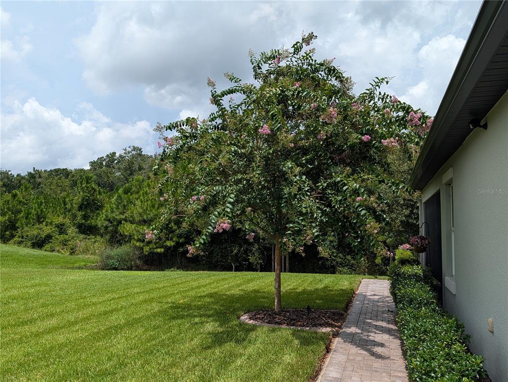 A paved walkway leads past a blooming crape myrtle tree next to a house exterior — 16711 SHELL BAY DRIVE, LAND O LAKES, FL