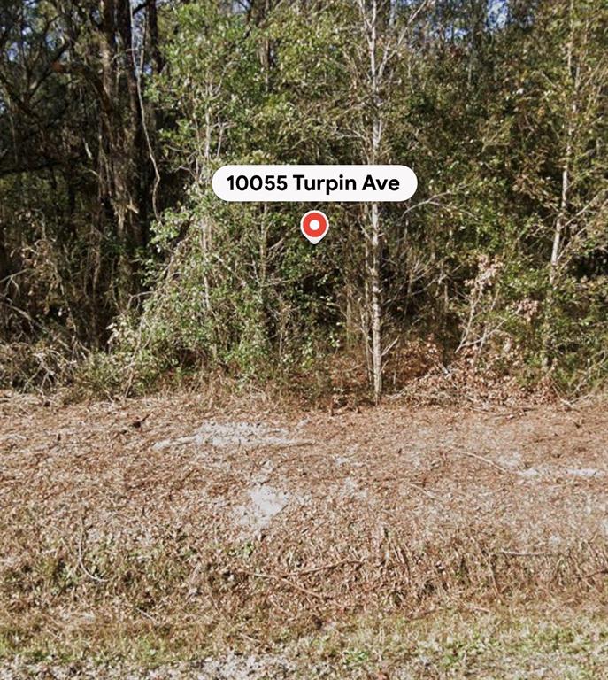 A view of a wooded, undeveloped lot covered in dry leaves and brush — 10055 TURPIN AVENUE, HASTINGS, FL