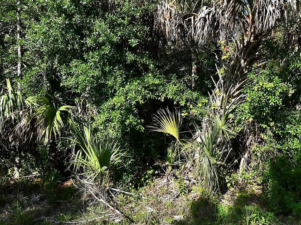 A dense, wooded area features several small palm trees and thick green foliage — MONTCALM AVENUE, NORTH PORT, FL