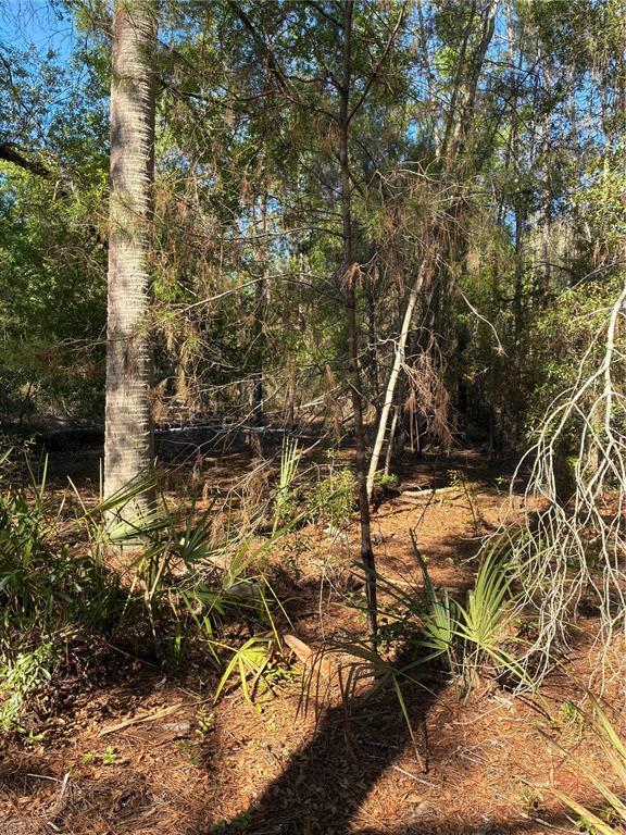A wooded lot with a tall palm tree and scattered palmetto plants under a blue sky — 24533 PINK PANTHER ROAD, PAISLEY, FL