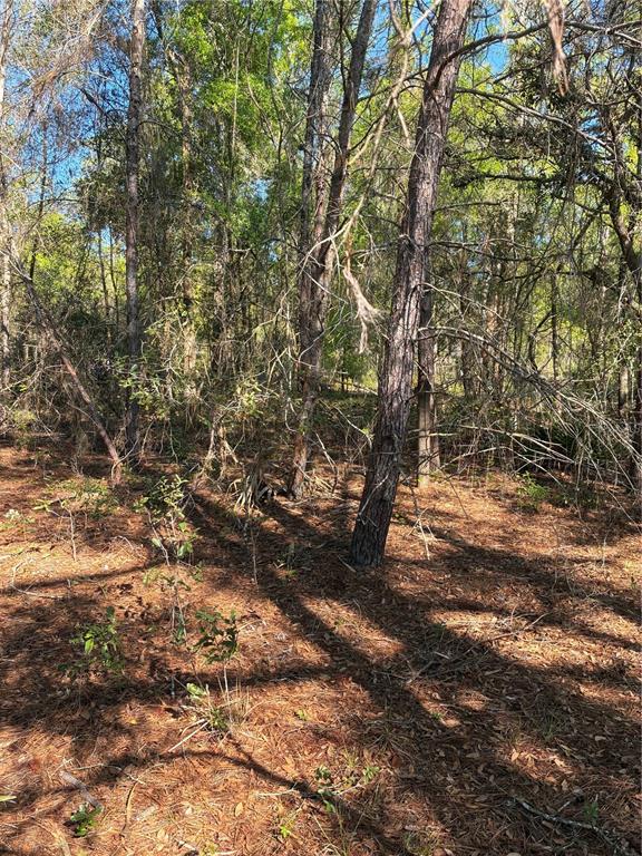 A wooded lot with pine trees and a ground layer of pine needles and brush — 24533 PINK PANTHER ROAD, PAISLEY, FL