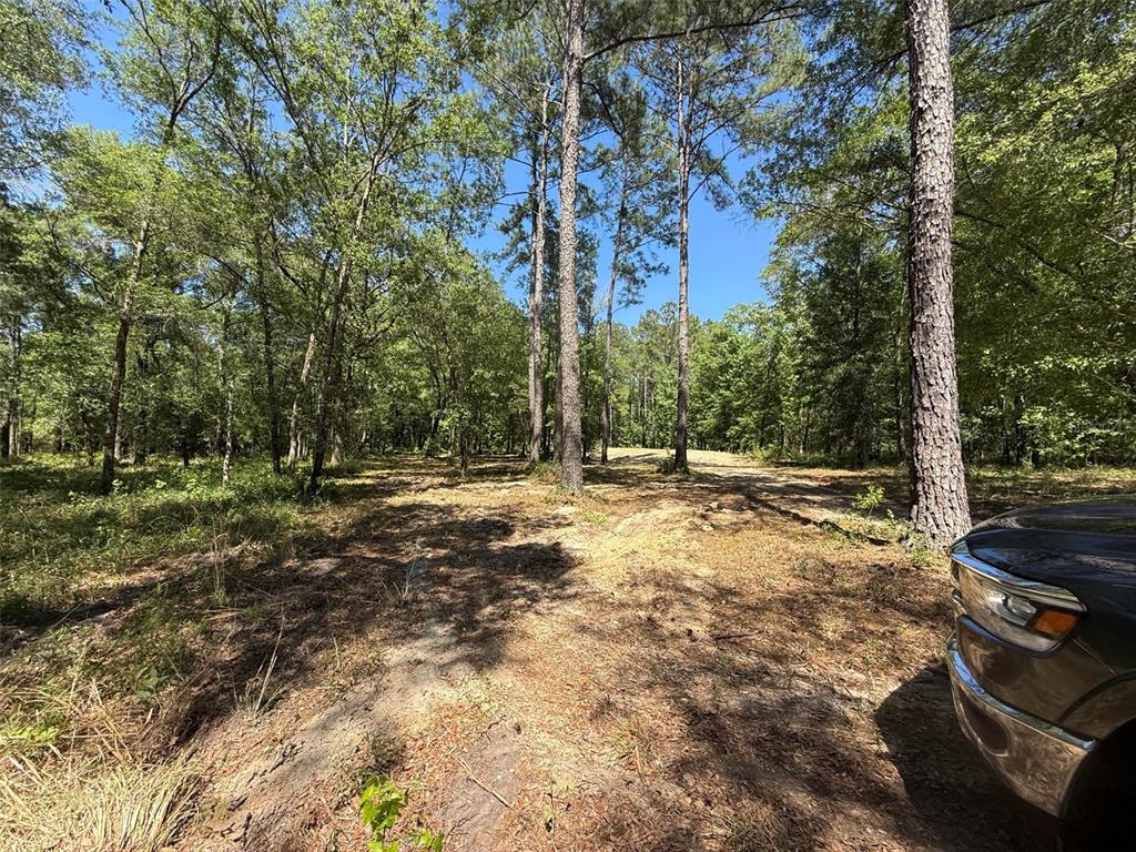 A dirt path leads through a wooded area with tall pine trees and a vehicle — 0 NW 145 AVENUE, WILLISTON, FL