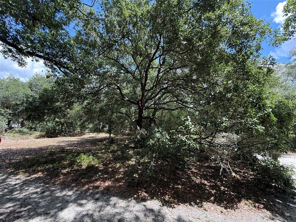 A large, mature oak tree stands in a wooded, dirt-covered lot under a blue sky — 18561 NW 306TH STREET, OKEECHOBEE, FL