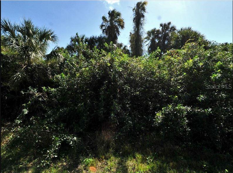 A dense thicket of green trees and shrubs stands under a bright blue sky — NEWMAN DRIVE, NORTH PORT, FL