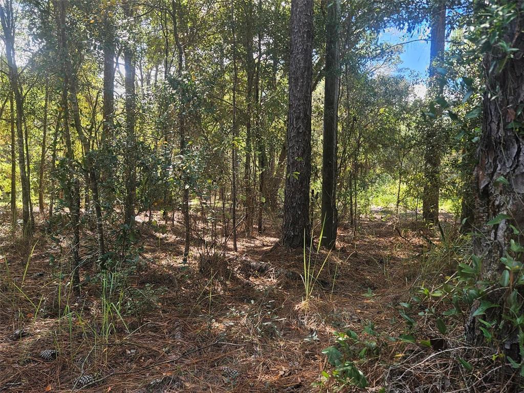 A wooded lot with tall pine trees and a ground layer of pine needles — XXXX SW 92ND PLACE SW, DUNNELLON, FL