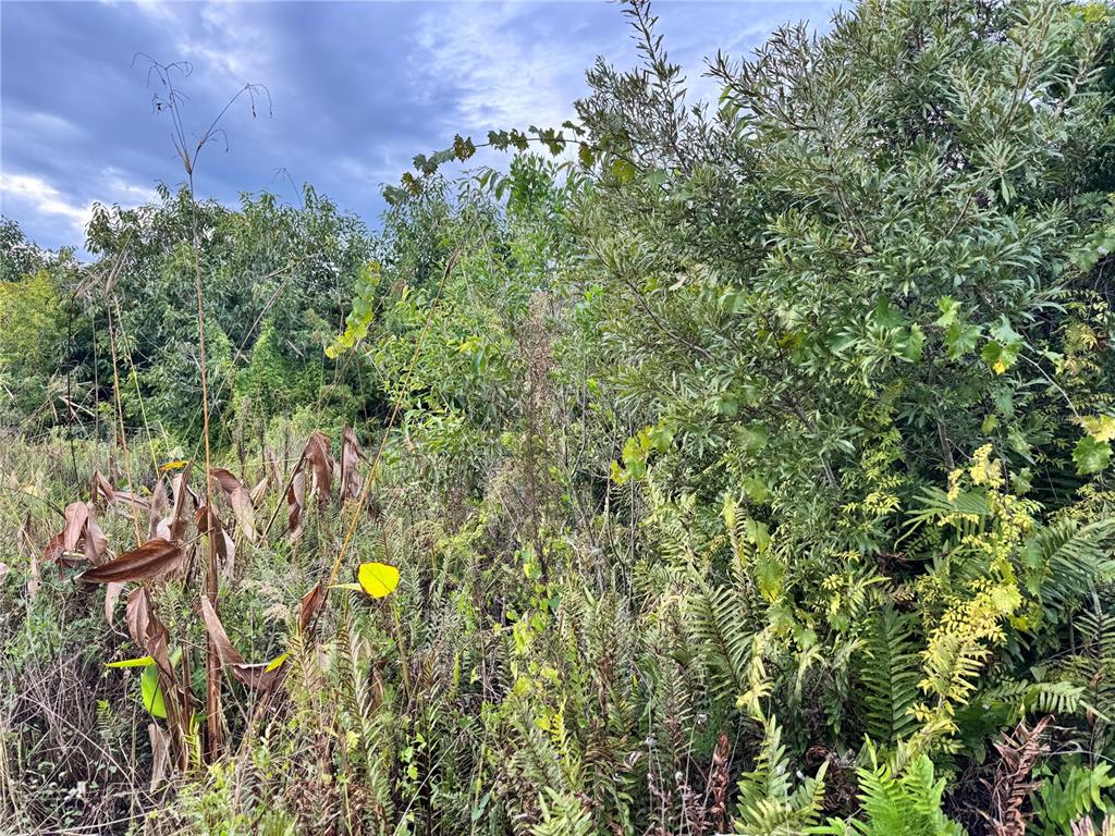 A dense, overgrown patch of wild vegetation, shrubs, and ferns under a cloudy sky — 15769 HENNIPEN CIRCLE, PORT CHARLOTTE, FL