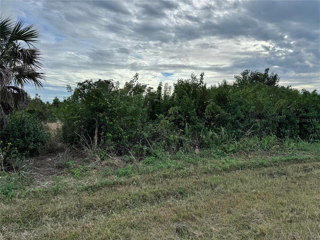 A dense thicket of green shrubs and trees stands behind a patch of dry grass — 15769 HENNIPEN CIRCLE, PORT CHARLOTTE, FL