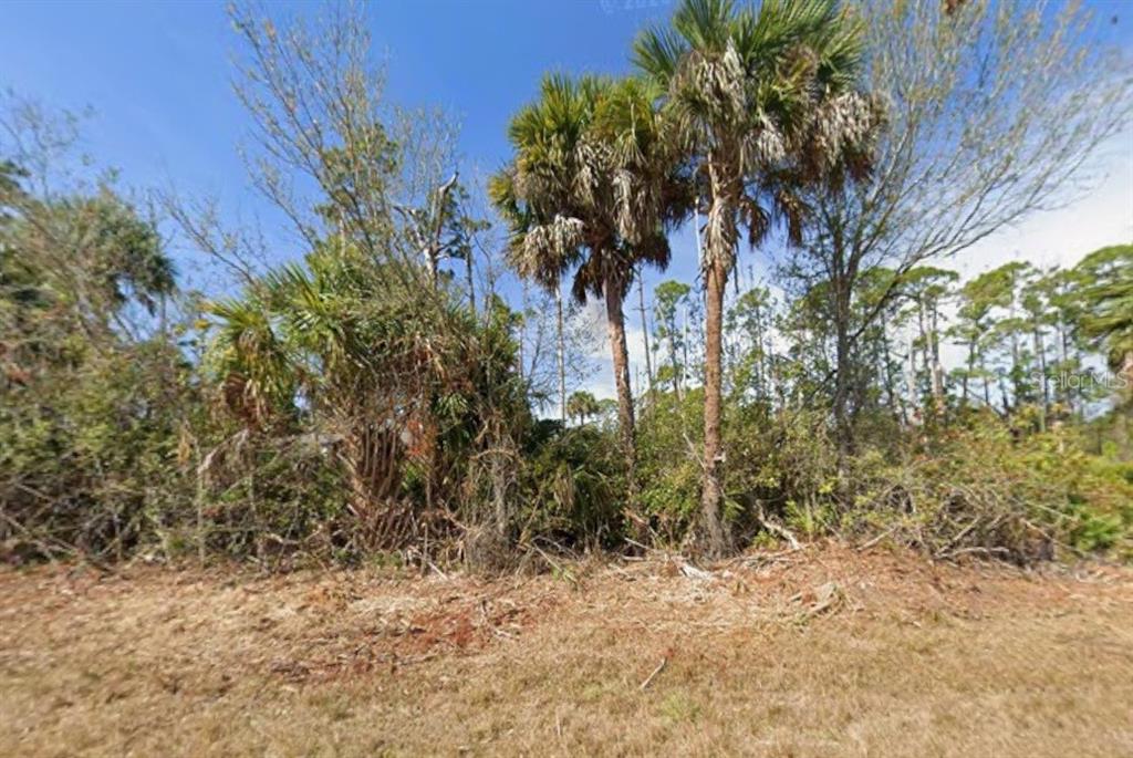 A view of a wooded lot with several tall palm trees and dense underbrush — 4149 ORMOND STREET, PORT CHARLOTTE, FL