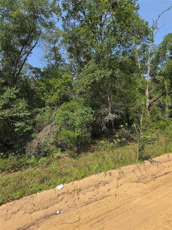 A dirt road runs alongside a dense, wooded lot with tall green trees and brush — 0 SHERMAN DRIVE CIRCLE, INTERLACHEN, FL