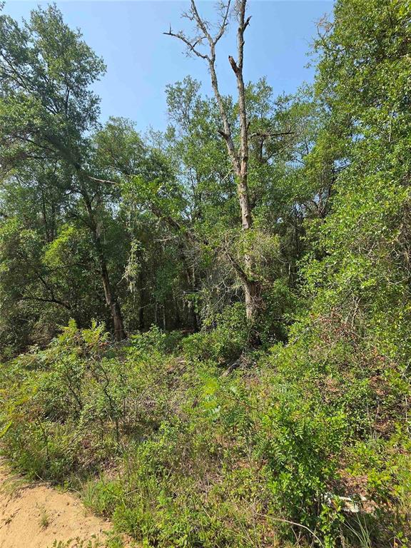 A view of a wooded lot with a tall, bare tree surrounded by dense green foliage — 0 SHERMAN DRIVE CIRCLE, INTERLACHEN, FL