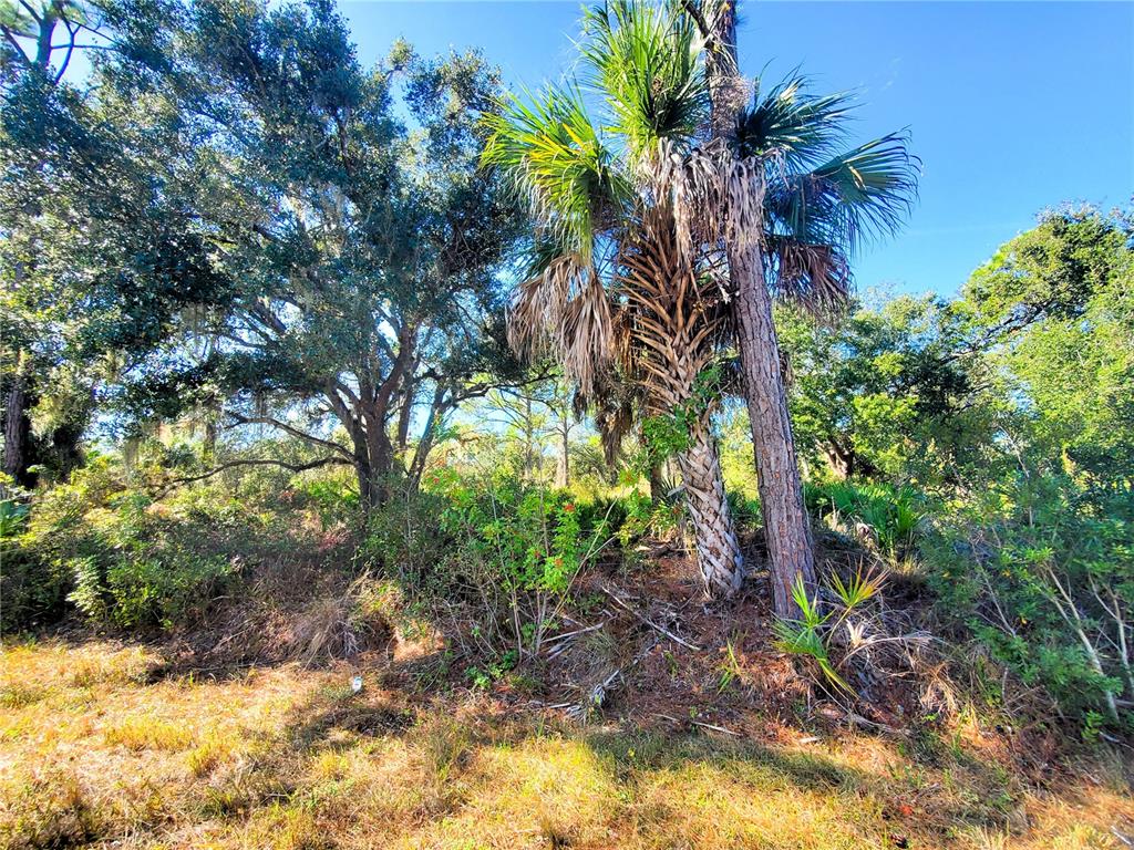 A wooded lot features a tall palm tree and large oak trees under a blue sky — 1603 FRISCO TERRACE, PORT CHARLOTTE, FL