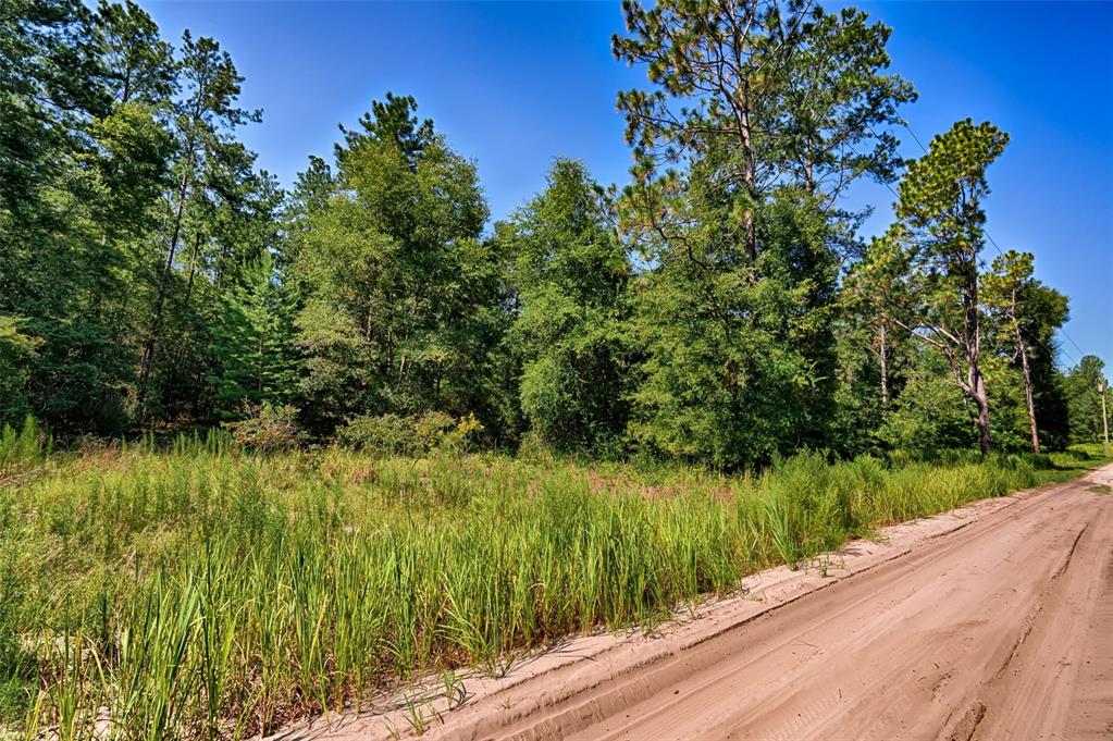 A dirt road runs alongside a grassy, wooded lot with tall pine and deciduous trees — 000 NE 83RD LANE, BRONSON, FL