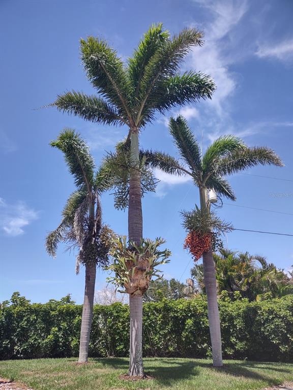 Three tall palm trees stand in a grassy yard under a bright blue sky — 17274 ASMARA COURT, PUNTA GORDA, FL